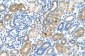 MAFB antibody - N-terminal region